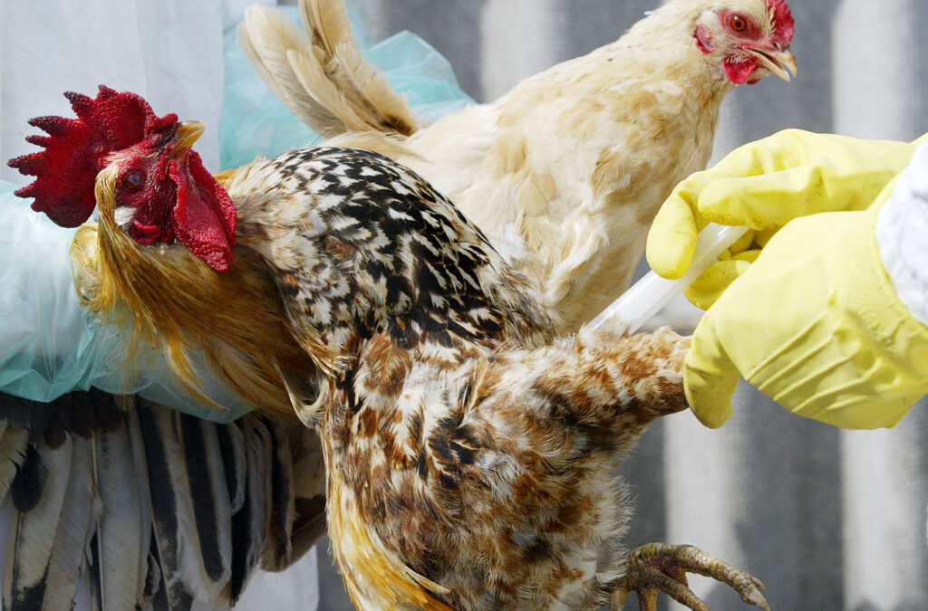 Gripe aviar A(H5N1) causa la primera muerte en Estados Unidos