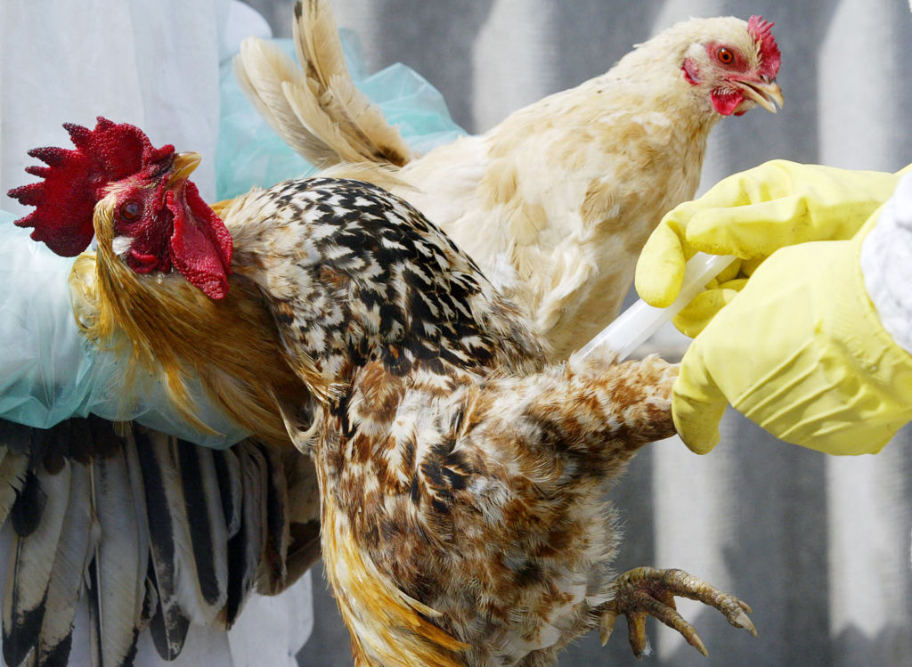 Gripe aviar A(H5N1) causa la primera muerte en Estados Unidos