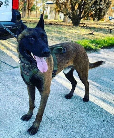 K9: 8 perros policías reciben apoyo vital de Sierra Veterinary Hospital