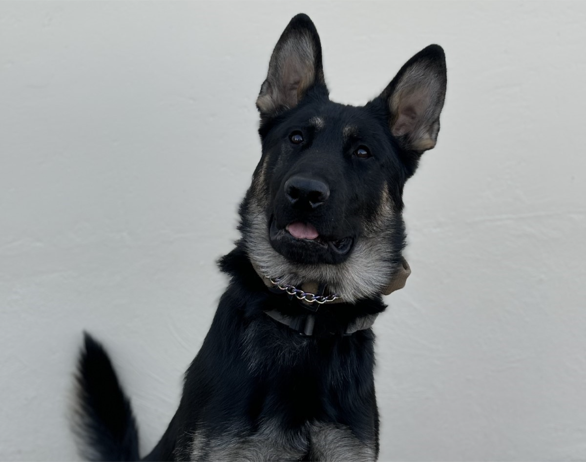 K9 Bak: El nuevo héroe canino del departamento de policía de Reno 1 image 1 1