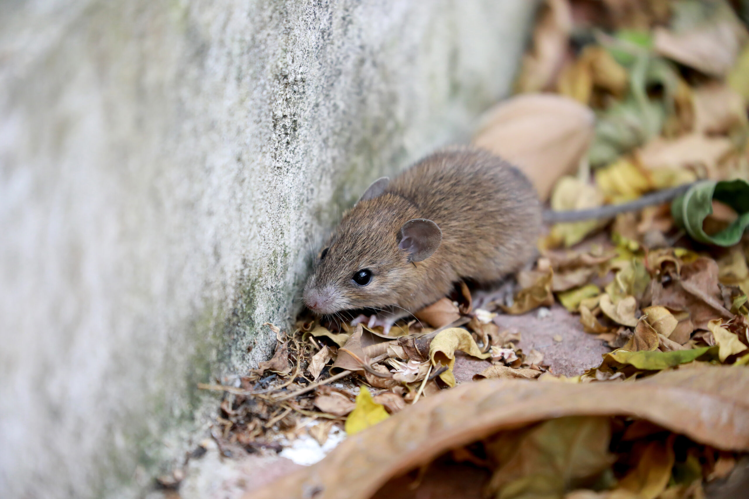 Primer caso de Hantavirus en Washoe enciende advertencia sanitaria 1 AdobeStock 391154510