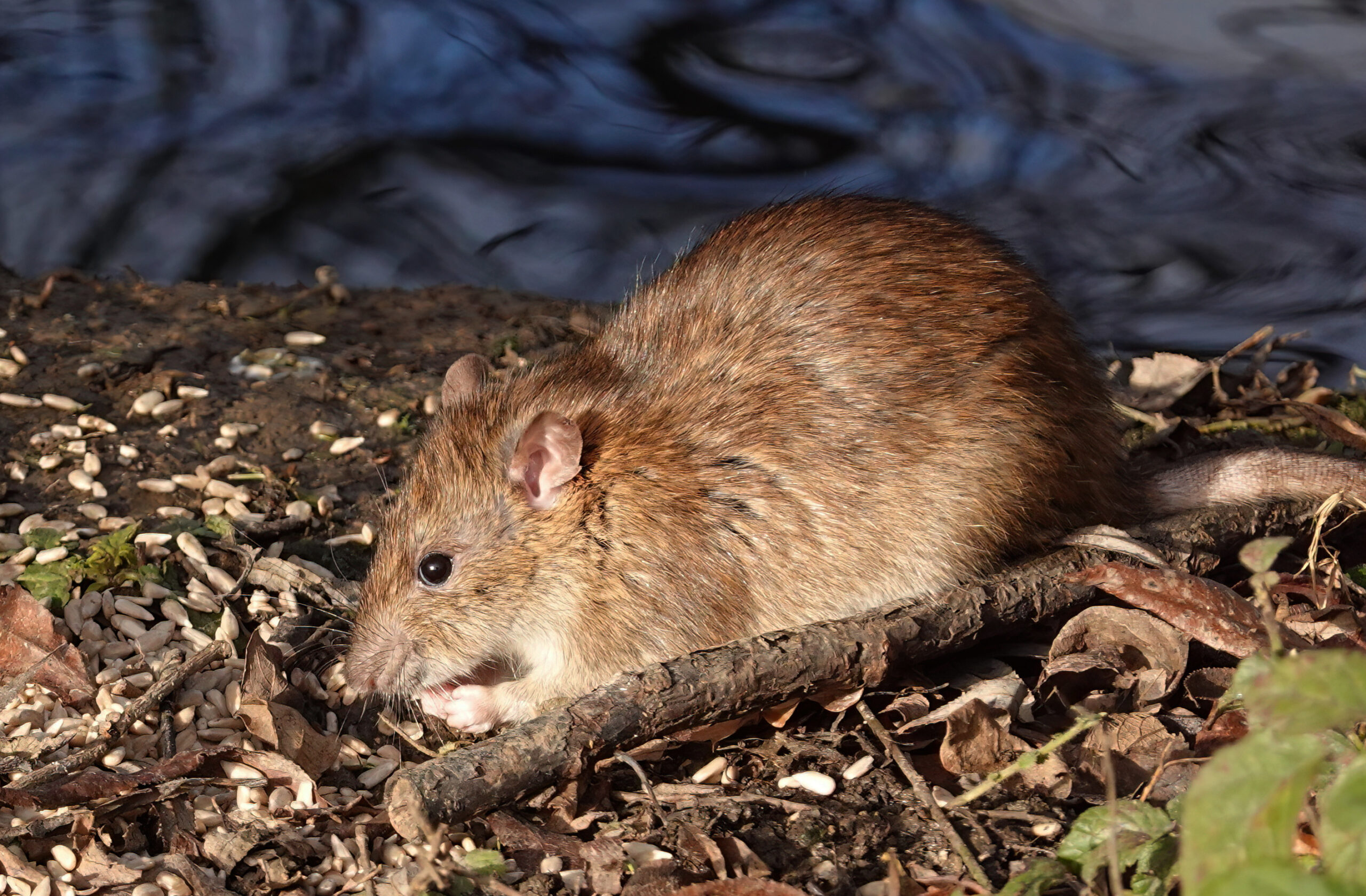 Confirman caso de hantavirus en Douglas; alertan sobre brote en la Sierra Oriental 1 AdobeStock 1412536587