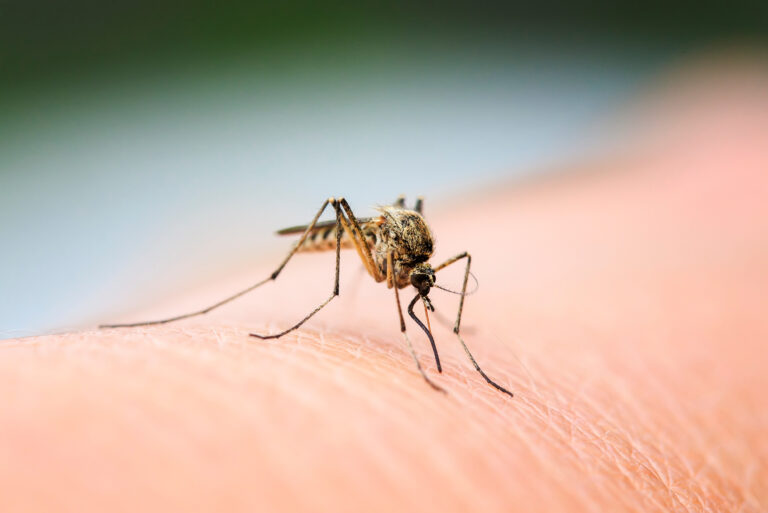 Mosquito: datos clave sobre el tratamiento con drones que inicia el 1 de junio