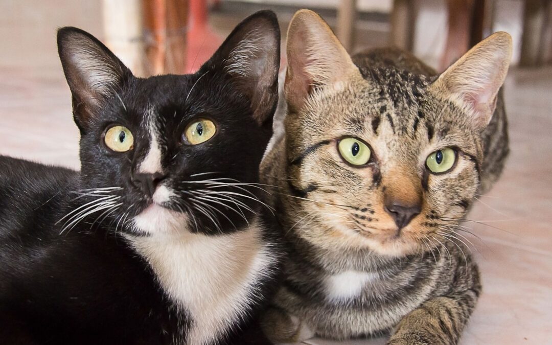 Rescatan 101 felinos de una residencia