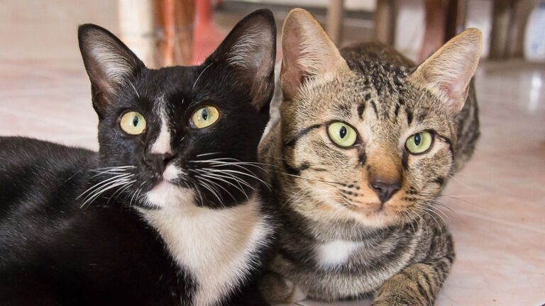 Rescatan 101 felinos de una residencia