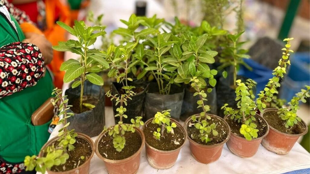 Torreón Establece un Nuevo Récord en Árboles Plantados en 2025