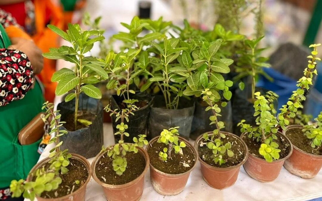 Torreón Establece un Nuevo Récord en Árboles Plantados en 2025