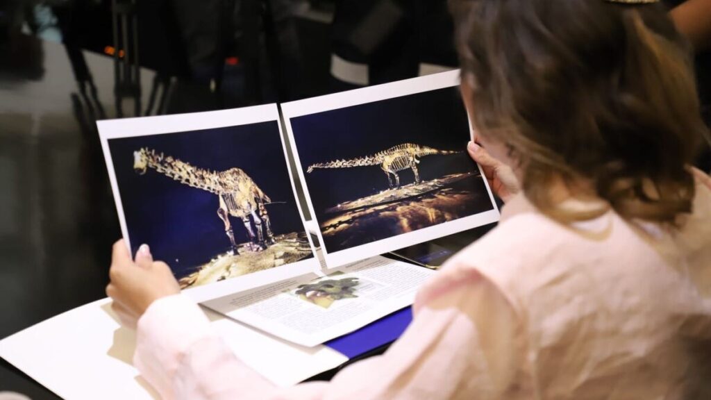 San Pedro Garza García Confirma que el Fósil ‘Einstein’ Fue Prestado, No Donado