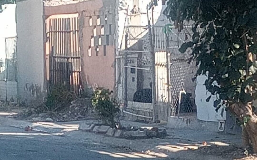 Seguridad en Torreón: Peligro por Perros Agresivos y Abandono en Quintas los Nogales