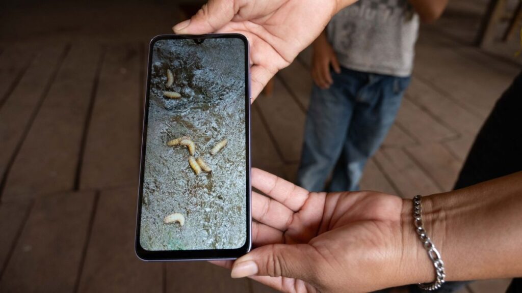 Detectan Primer Caso de Gusano Barrenador en Ganado del Edomex: Fase Preventiva en Marcha