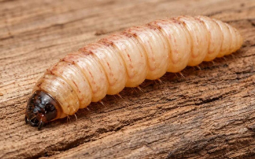 Miasis: Cómo Identificar los Síntomas y Tratar la Enfermedad del Gusano Barrenador