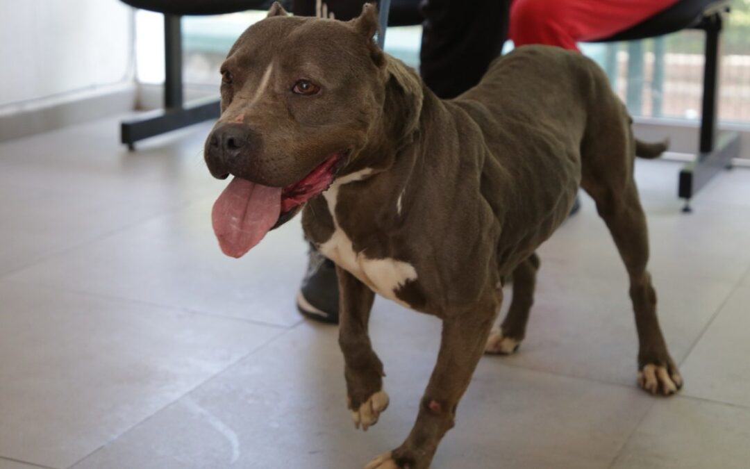 Guadalajara Fomenta 133 Adopciones de Mascotas Rescatadas en el Último Año