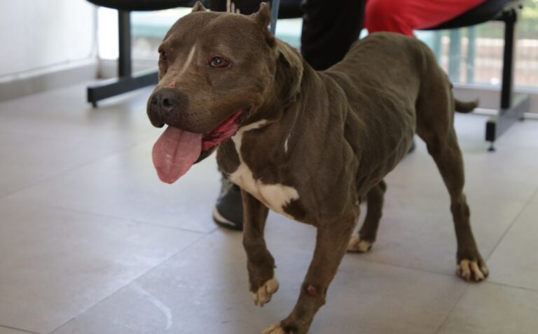 Guadalajara Fomenta 133 Adopciones de Mascotas Rescatadas en el Último Año