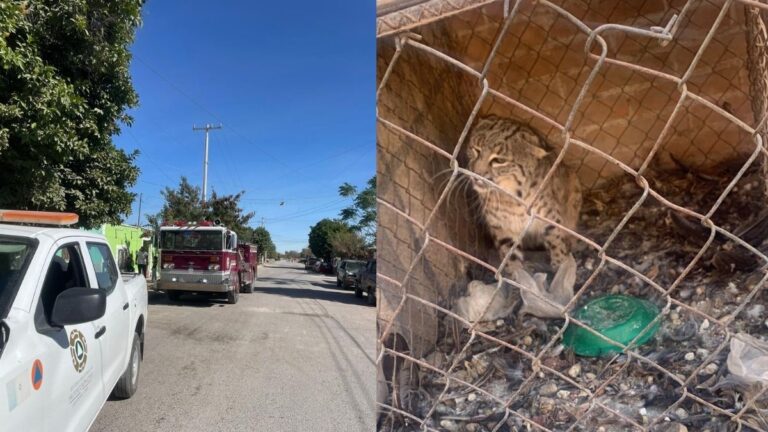 Gato Montés Causa Alarma en San Pedro: Incidente Activa Sistemas de Emergencia