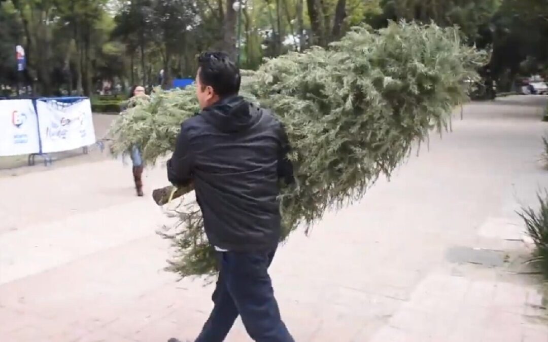 Reciclaje de Árboles de Navidad en Zapopan: Descubre Dónde Llevar los Naturales