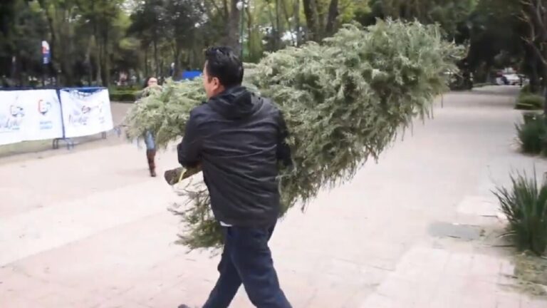 Reciclaje de Árboles de Navidad en Zapopan: Descubre Dónde Llevar los Naturales