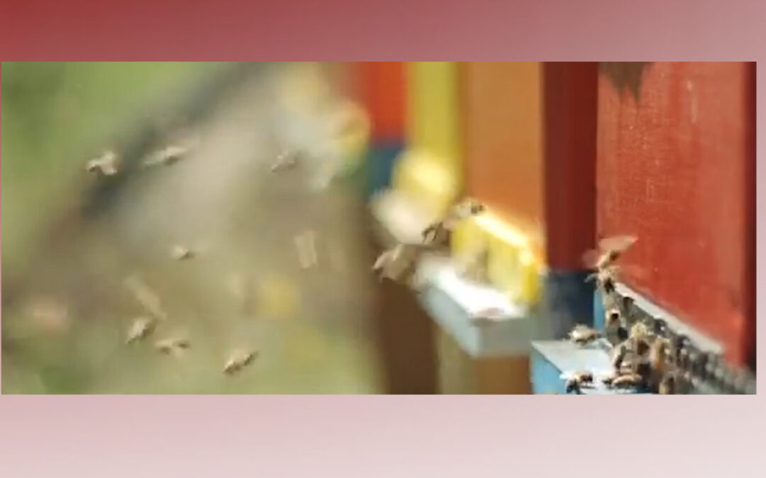 Hombre Muerto en el Condado Cameron Tras Ataque de Abejas Durante Poda