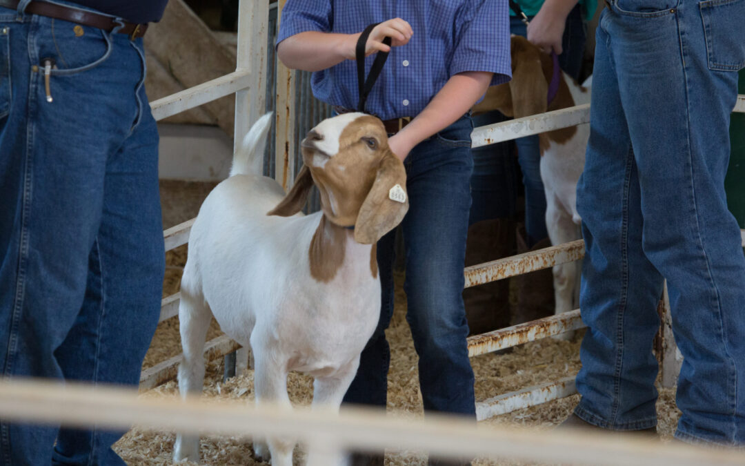 Récords Históricos en la Subasta Juvenil del National Western Stock Show en Denver