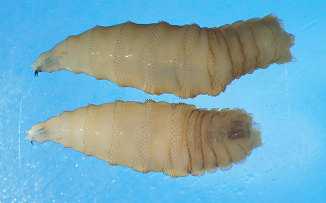 Greg Abbott Declara Estado de Emergencia por Riesgo del Gusano Barrenador en Texas