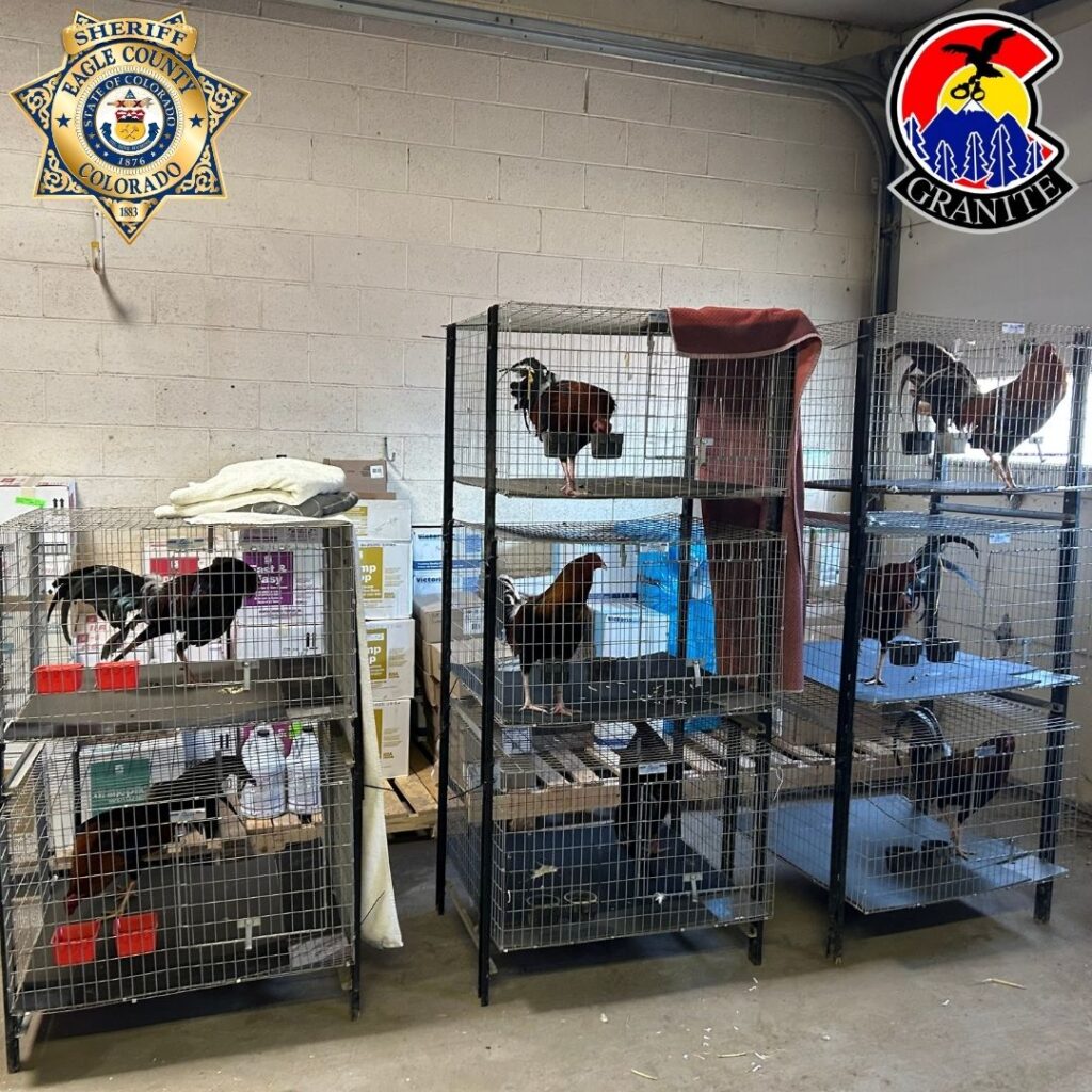Rescate de 17 Gallos en Eagle County: Desmantelamiento de Actividades Ilegales