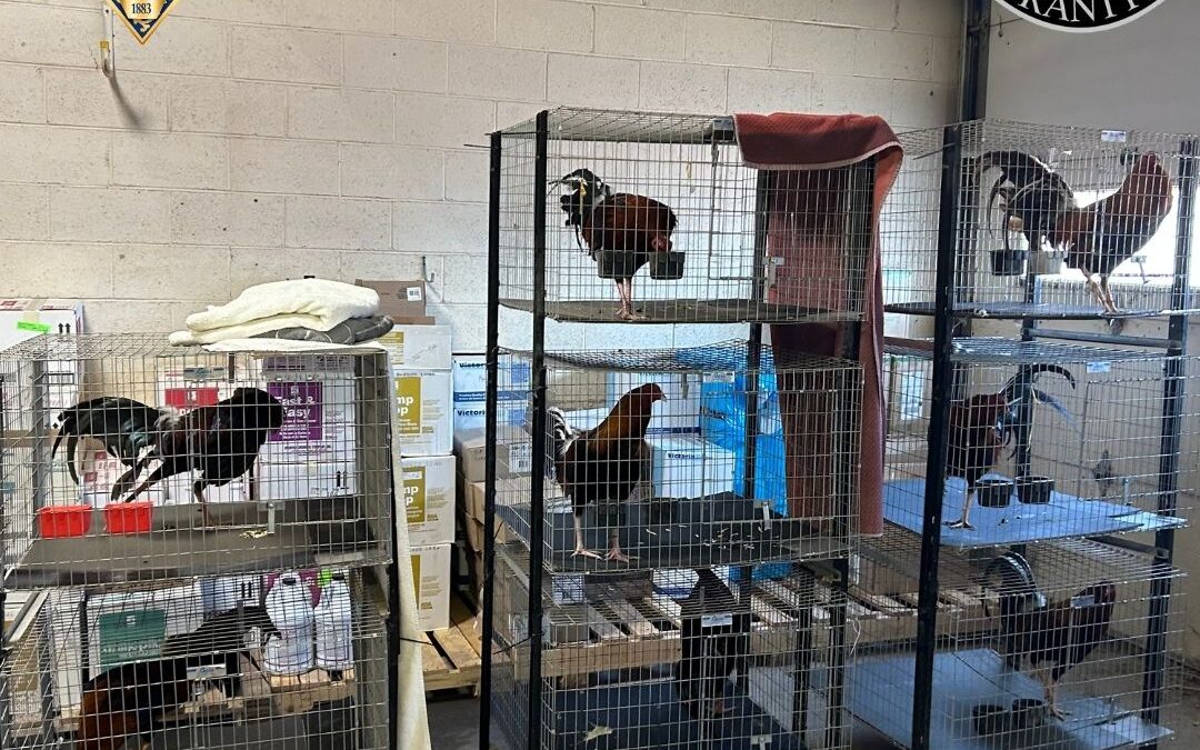 Rescate de 17 Gallos en Eagle County: Desmantelamiento de Actividades Ilegales