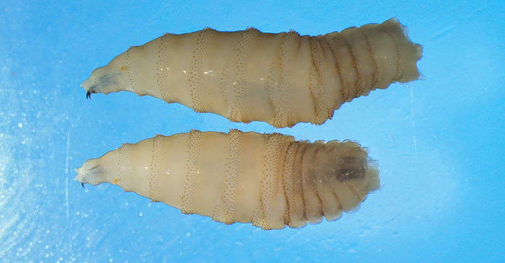 Greg Abbott Declara un Desastre Estatal por la Amenaza del Gusano Barrenador en Texas