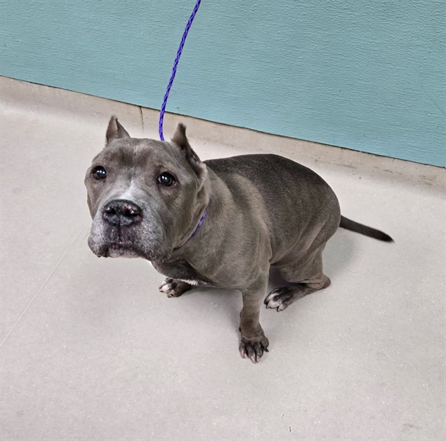 Mascotas perdidas: 5 días críticos para salvar a los animales de Washoe