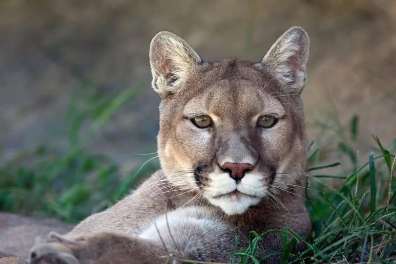Un Puma Regresa a Su Hábitat Natural en las Montañas de Santa Cruz
