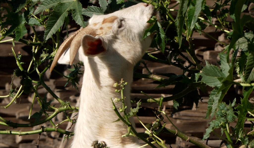 Cabras Contra Incendios: La Innovadora Solución de SDG&E en San Diego