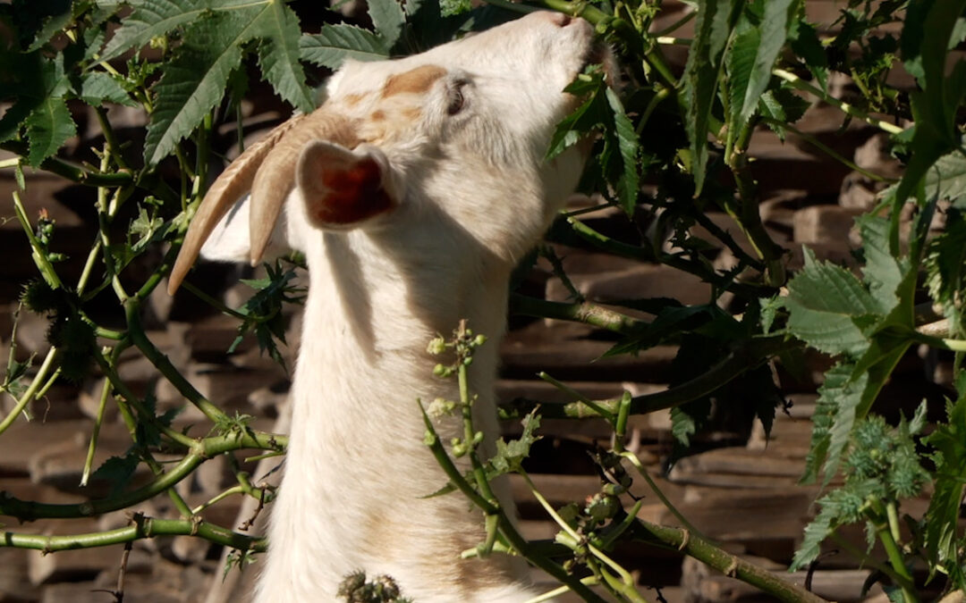 Cabras Contra Incendios: La Innovadora Solución de SDG&E en San Diego