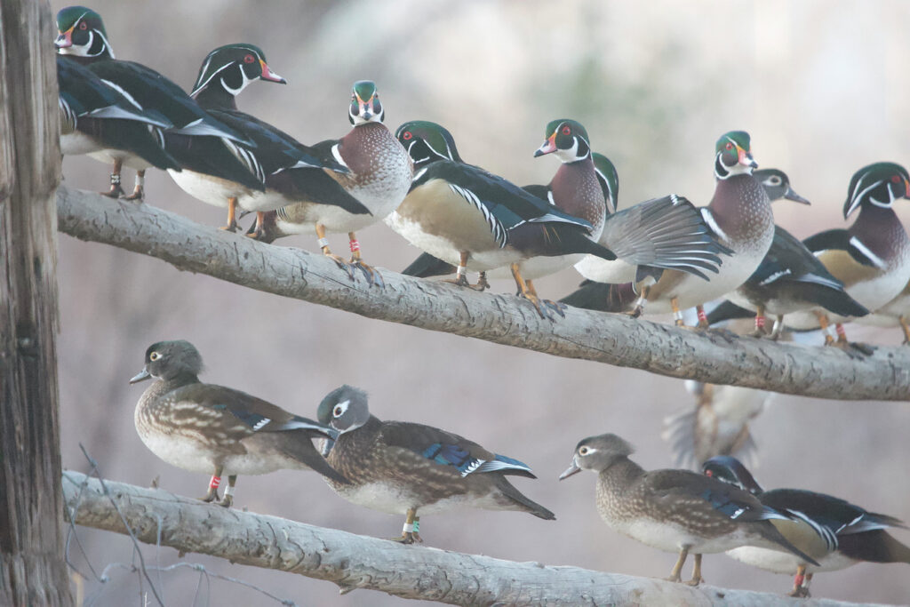 Amenaza tóxica del mercurio pone en peligro las aves acuáticas de Nevada