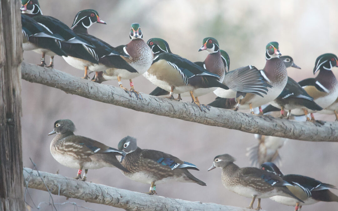 Amenaza tóxica del mercurio pone en peligro las aves acuáticas de Nevada