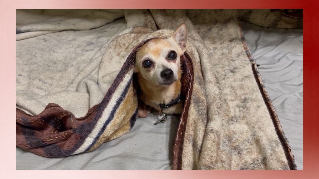 Únete al evento ‘Paws at the Park’ en Edinburg: microchips gratuitos para mascotas