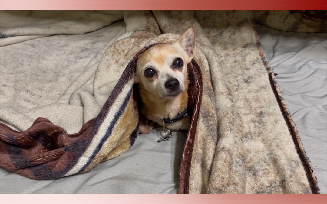 Únete al evento ‘Paws at the Park’ en Edinburg: microchips gratuitos para mascotas