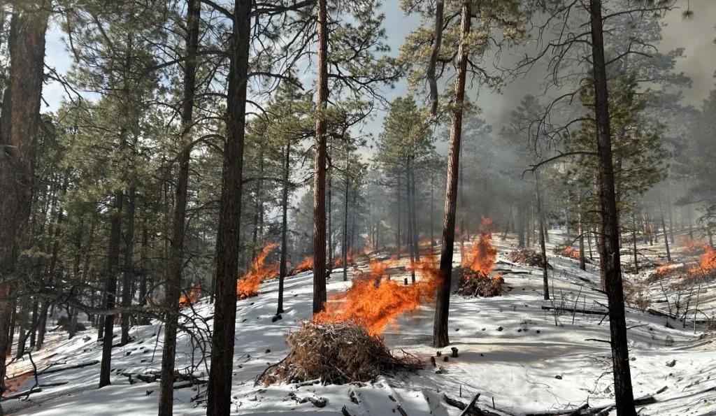 Quema Controlada en El Rito: El Servicio Forestal Inicia Operaciones para Prevenir Incendios Forestales