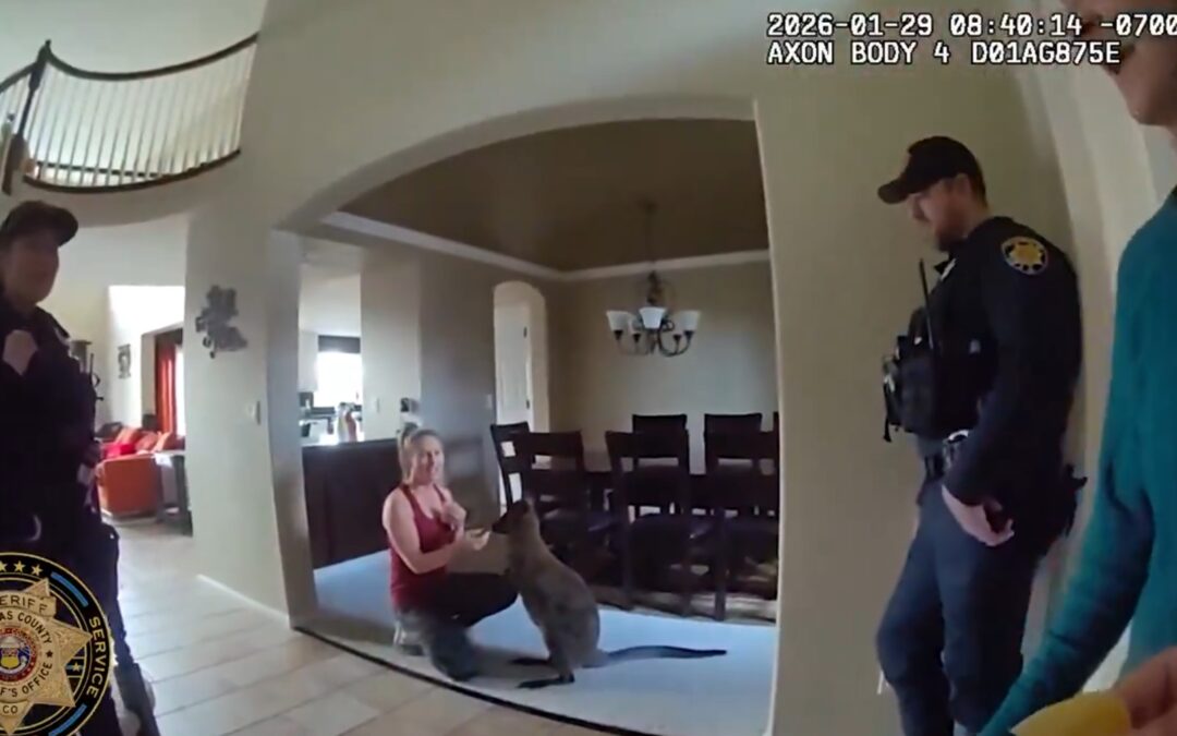 Canguro confundido en Highlands Ranch resulta ser un wallaby famoso