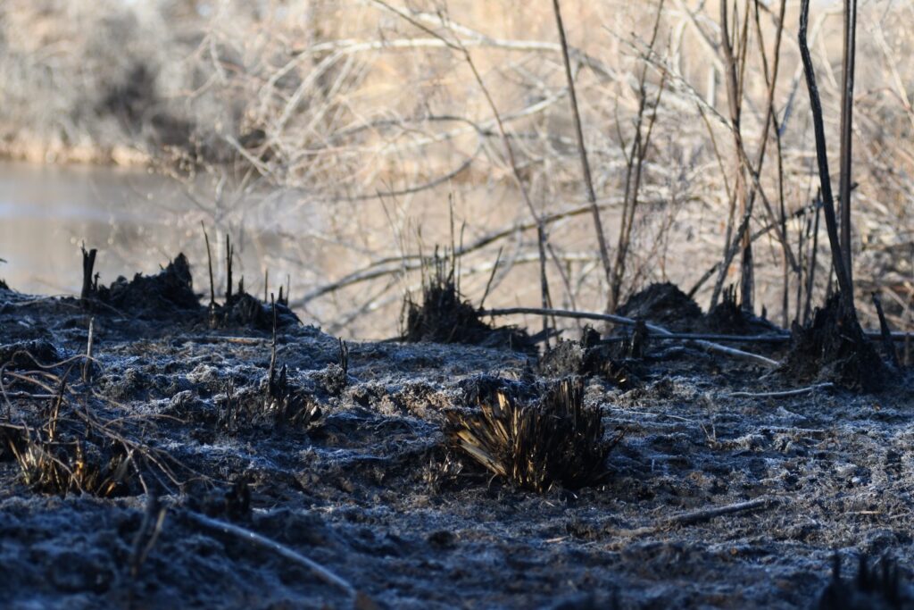 Incendio en Bosque: Bomberos de Albuquerque Controlan Fuego Cerca de Tingley Beach