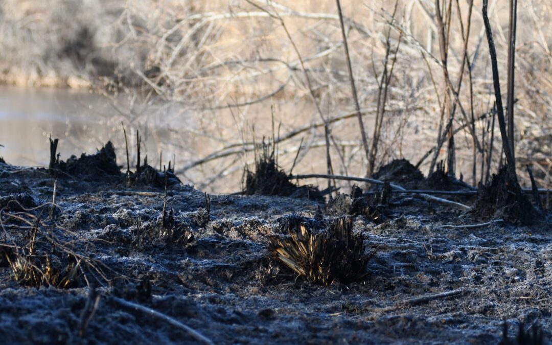 Incendio en Bosque: Bomberos de Albuquerque Controlan Fuego Cerca de Tingley Beach