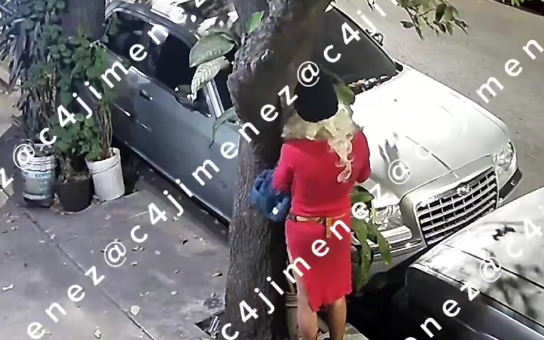 Robo peculiar: Hombre disfrazado de mujer con peluca rubia para sustraer una planta