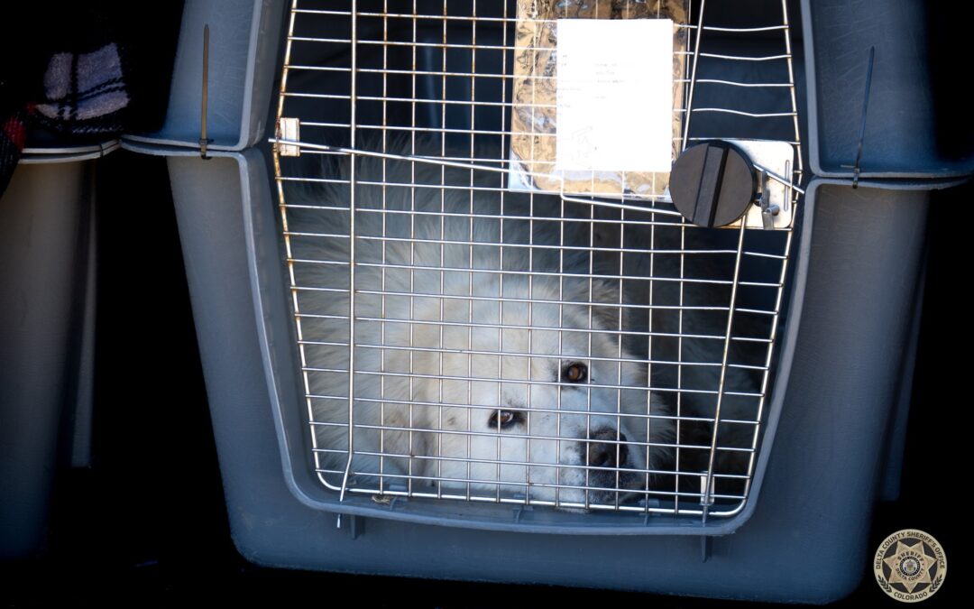Rescate de Animales: Más de 150 Mascotas y Ganado Salvados del Maltrato en el Condado de Delta