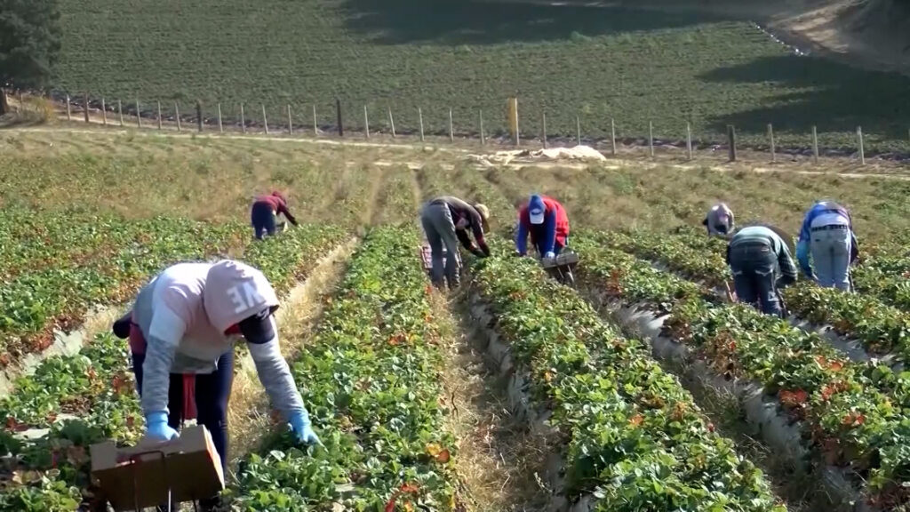 Calidad del Aire Pone en Riesgo a Trabajadores Agrícolas en el Valle de Coachella