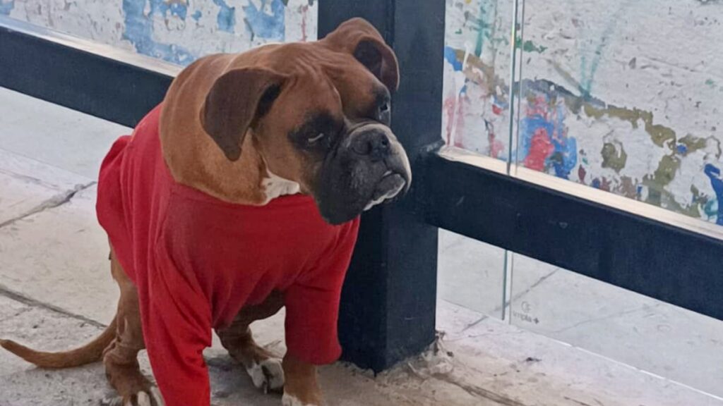 Chato: El valiente perrito bóxer que se convirtió en guardián de una estación de RUTA en Puebla