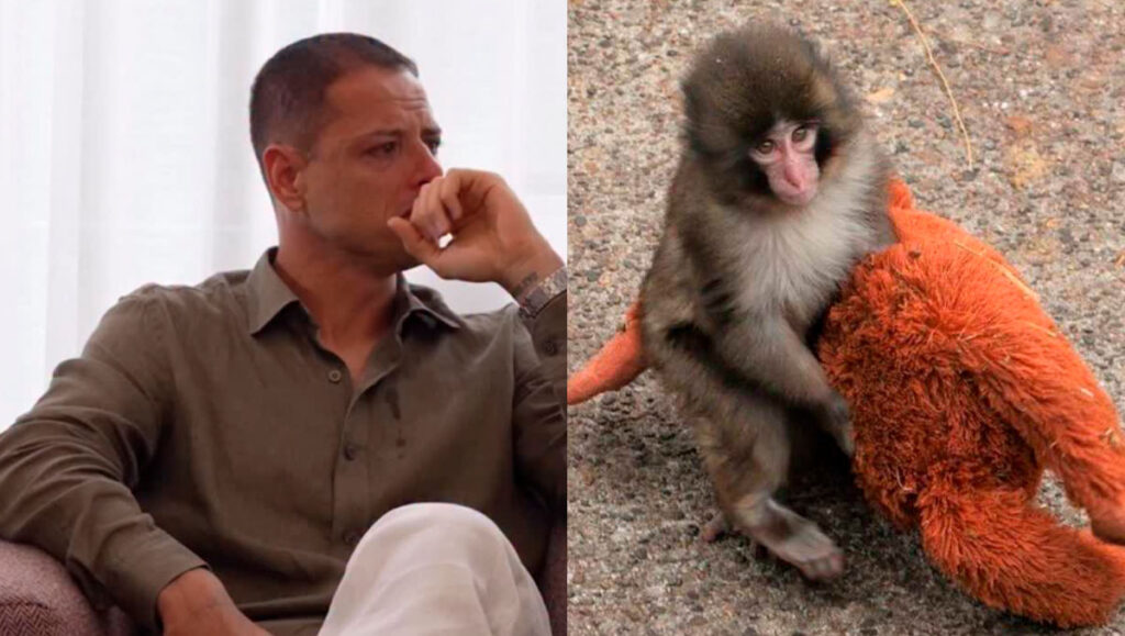Chicharito Hernández se emociona al abordar la situación de Punch, el mono viral en redes sociales