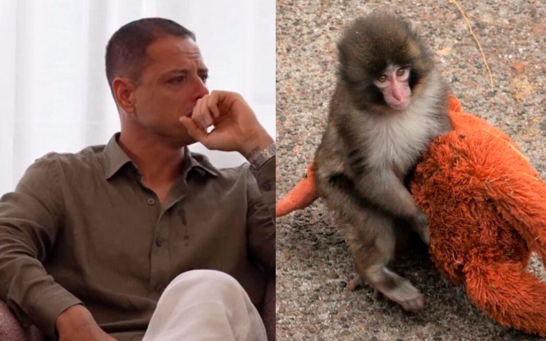 Chicharito Hernández se emociona al abordar la situación de Punch, el mono viral en redes sociales
