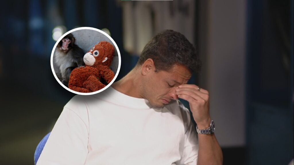 Chicharito Llorando: Su Comparación Emocional con el Mono Viral ‘Punch’