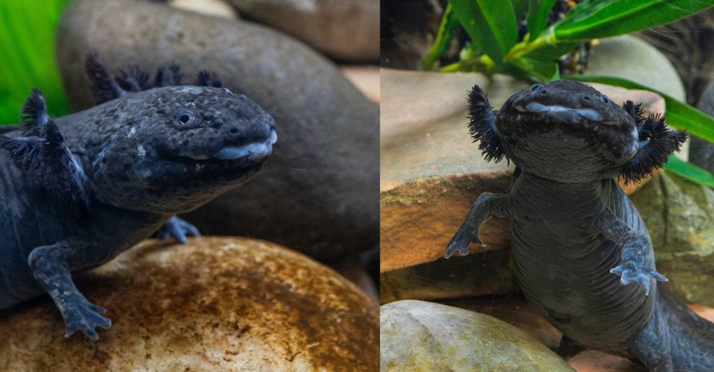 Ajolotes en Peligro Crítico: No Te Pierdas la Exhibición en ABQ BioPark