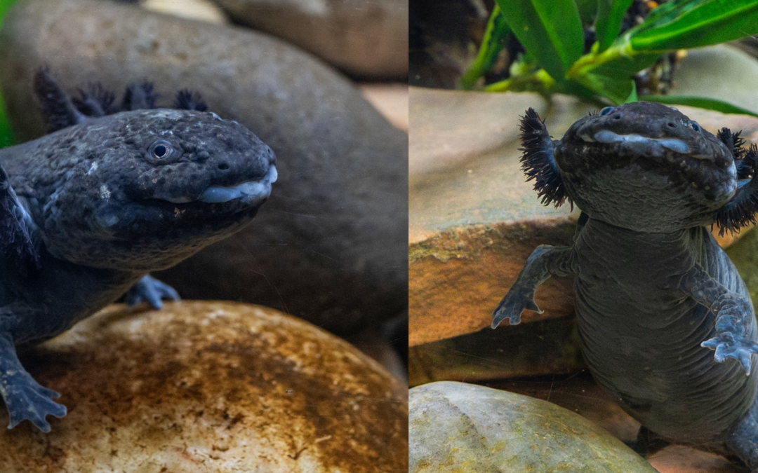 Ajolotes en Peligro Crítico: No Te Pierdas la Exhibición en ABQ BioPark
