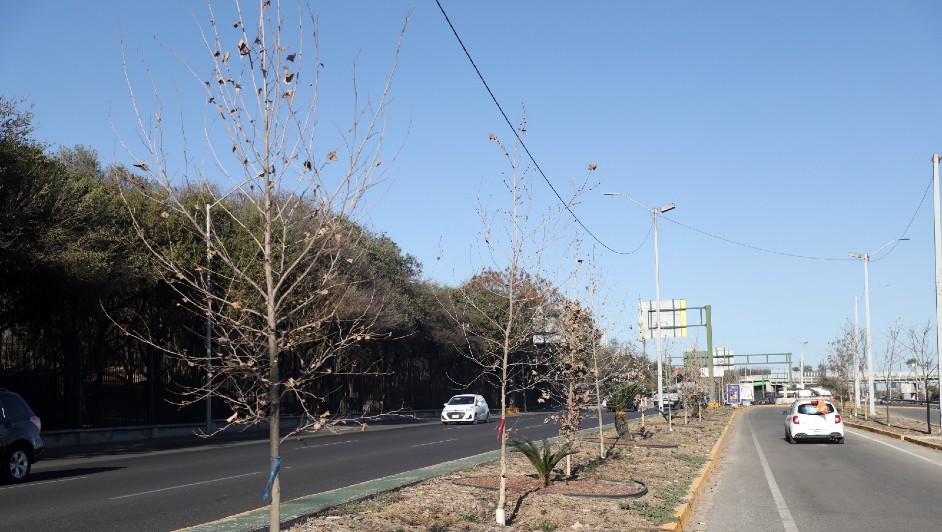 Árboles Secos en la Avenida Constitución: Un Llamado a la Reforestación en Monterrey