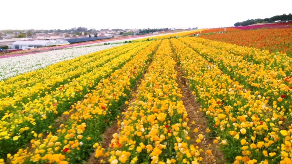 Los Flower Fields de Carlsbad Ranch: ¡La Primavera Resplandece en San Diego!