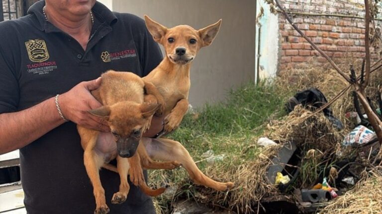 Tlaquepaque enfrenta la crueldad animal: Rescatan 21 perritos abandonados sin agua ni comida